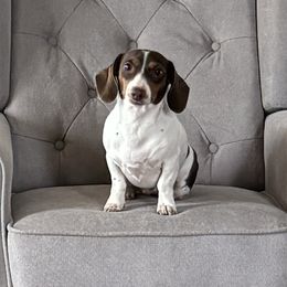 Dachshunds and Shih Tzus from Anna’s Pups on a Hill
