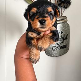 Porky 2000 - Black and tan male Yorkipoo puppy in Gastonia, North Carolina from Banks Dynasty Kennel