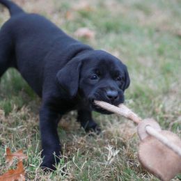 Australian Shepherd and Labrador Retriever Puppies from Wheatland Dog Center