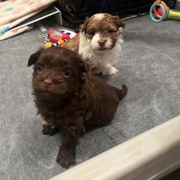 Chocolate White Markings Male - Chocolate male Havanese puppy in Monahans, Texas from Homeward Havanese, LLC