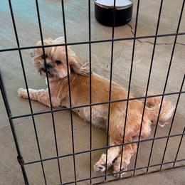 REN - Shih Tzu
