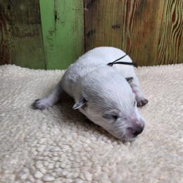 Black Collar Male - Blue male Australian Cattle Dog puppy in Riverton, Utah from Rundown Ranch Cattle Dogs