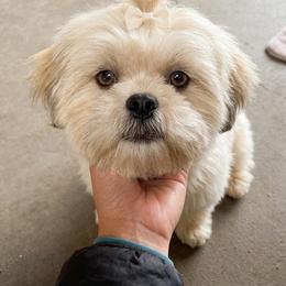 Rosie - Shih Tzu