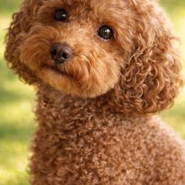 Goldendoodle puppies from Diamond Companions