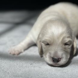 Male 2 - Cream male Dachshund puppy in Gainesville, Georgia from Emory Farms