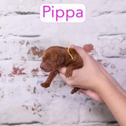 Pippa - Red female Cavapoo puppy in Calhoun, Georgia from Happy Top Doodles