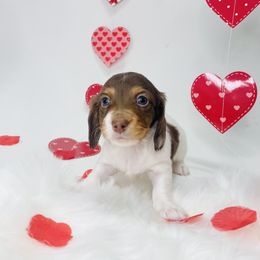 Dachshund Puppies from Life With Mini Paws