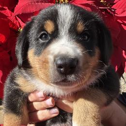 Dublin - Black white and tan male Entlebucher Mountain Dog puppy in Poway, California from Mont Blanc