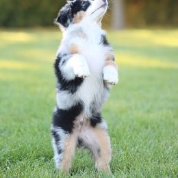 Miniature American Shepherd Puppies from Azure Sky Minis