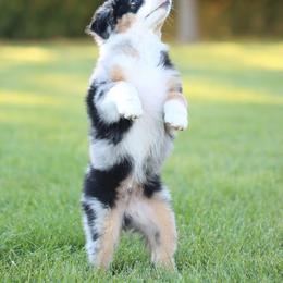 Miniature American Shepherd Puppies from Azure Sky Minis