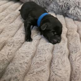 Dark blue - Black male Labrador Retriever puppy in Bartlett, Tennessee from Red Hearts Labradors