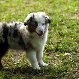 GT - Blue merle female Miniature American Shepherd puppy in Franklinville, North Carolina from Fine Hill Miniature Americans