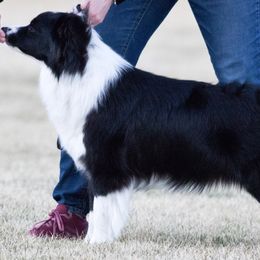 Border Collies from R&Rs Border Collies