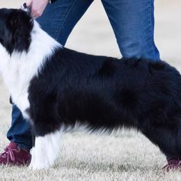 Border Collies from R&Rs Border Collies