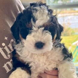 Mack - Tri-color male Bernedoodle puppy in Auburndale, Florida from Florida Mini Bernedoodles