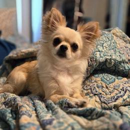 Sasha - Chihuahua