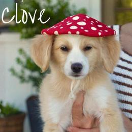 Clove - Yellow and white female Bernedoodle puppy in Yuba City, California from Ranch House Doodles