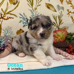 Ocean - Blue merle male Australian Shepherd puppy in El Dorado Springs, Missouri from OR Aussies
