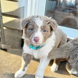 Blossom - Lilac female Border Collie puppy in Cedar Springs, Michigan from Lyncroft Border Collies