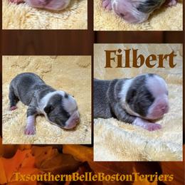 Filbert - Blue male Boston Terrier puppy in Brazos Point, Texas from TX Southern Belle Boston Terriers