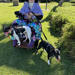Rat Terrier Puppies from Haiku Rat Terriers