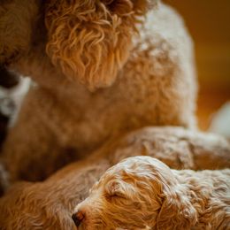 Poodle Puppies from Wild Orchid Poodles