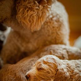 Poodle Puppies from Wild Orchid Poodles