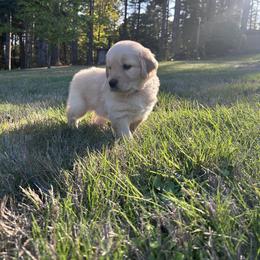 Golden Retriever Puppies from Trillium Spring's Goldens
