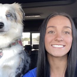 Miniature Australian Shepherds from Lani Cs Aussies