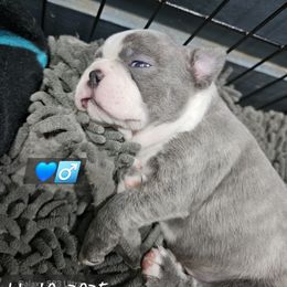 Double dot blue BoY - Blue male Boston Terrier puppy in Versailles, Indiana from Benhams Bostons