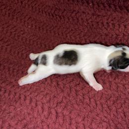 Shih Tzu Puppies from Lavender Lane Tzus