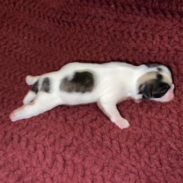 Shih Tzu Puppies from Lavender Lane Tzus