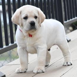 MR. RED BonBon-Blue TBD - Yellow male Labrador Retriever puppy in Pasco, Washington from ROCK CREEK LABRADORS