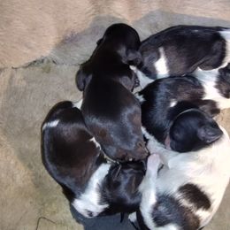 Shih Tzu Puppies from Bella's Babies
