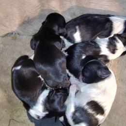 Shih Tzu Puppies from Bella's Babies