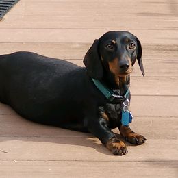 Lucy - Dachshund