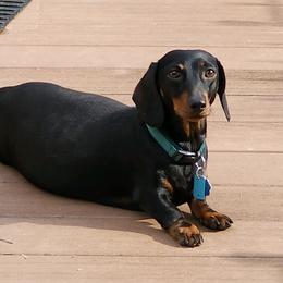 Lucy - Dachshund
