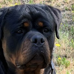 Rottweilers from Cali rottweilers
