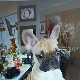 Girl 3 - Fawn and white French Bulldog puppy in Colorado from Imperial Frenchies of Colorado
