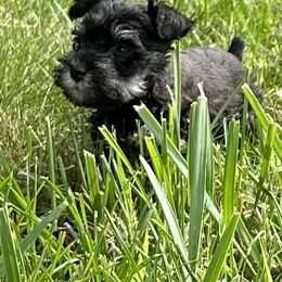 Boxer and Miniature Schnauzer Puppies from Cindy Williams