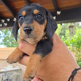 Bear - Black and tan male Dachshund puppy in Upland, California from The Puppy Cottage