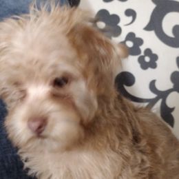 Boston Terriers, Cockapoos, and Yorkipoos from Little Paws