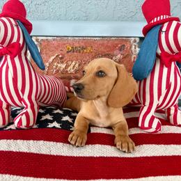 Sammy (cream) - Cream male Dachshund puppy in Orlando, Florida from Weiner Wunderland of Central Florida