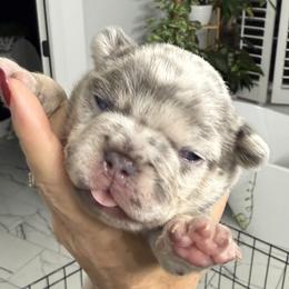 Nicola - Tricolors female French Bulldog puppy in York, South Carolina from Furevermore Boxers and Furevermore Frenchies