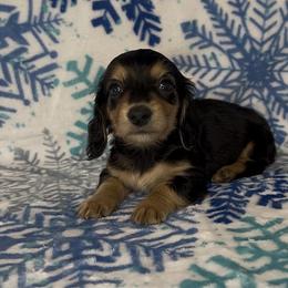 Jolly - Black and cream male Dachshund puppy in Poteau, Oklahoma from Sisters Dazzling Dachshunds