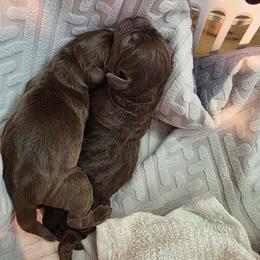 Pup 4 - Chocolate male Labrador Retriever puppy in Dartmouth, Massachusetts from Dolce Amore Labradors