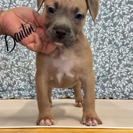 Yukon - Blue fawn male American Pit Bull Terrier puppy in Nine Mile Falls, Washington from Bartin Kennels