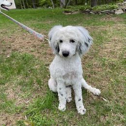 Sheepadoodle All Grown Up from Smiley's Sheepadoodles