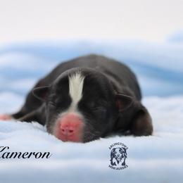 Kameron - Black tri male Miniature Australian Shepherd puppy in Weeki Wachee, Florida from Arlington's Mini Aussies
