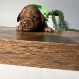 Buddy - Red male Australian Labradoodle puppy in Auburn, California from Poodles and Labradoodles breeder